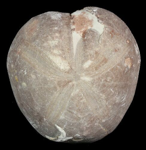 Toxaster Fossil Echinoid (Sea Urchin) - Agadir, Morocco #46413
